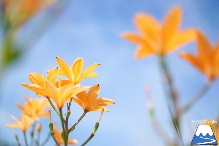 北海道最大級、213万輪のゆりの花！『オーンズ春香山ゆり園』